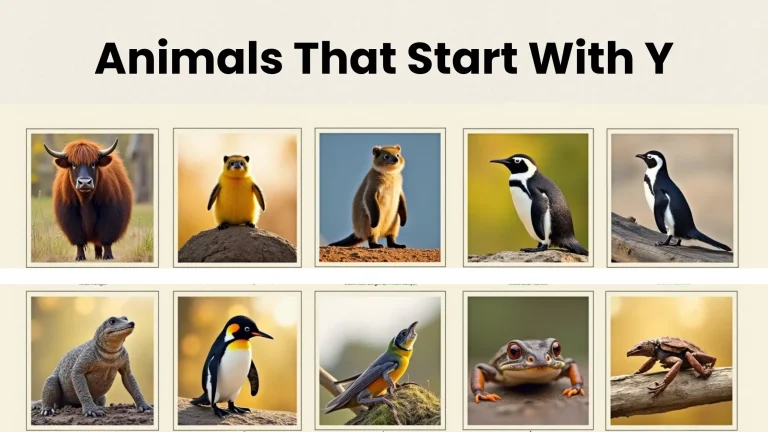 26 Animals That Start With Y (With Pictures & Fun Facts)